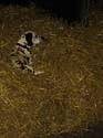 07_Dalmation