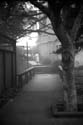 Fog_steps