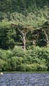 Cormorant Trees
