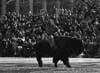 Buffalo Rider