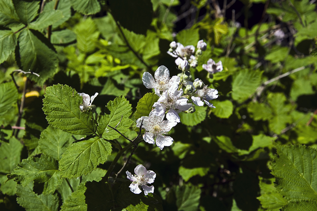 13_new_DSC_0058