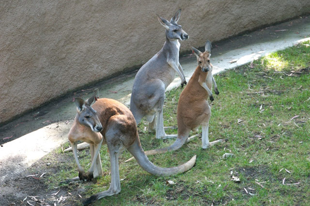 Kangaroos