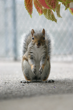 Squirrel