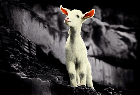 Goat