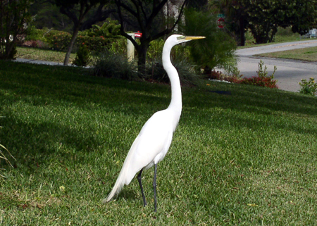 Egret