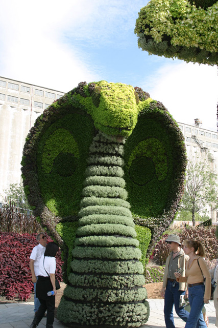 Cobra