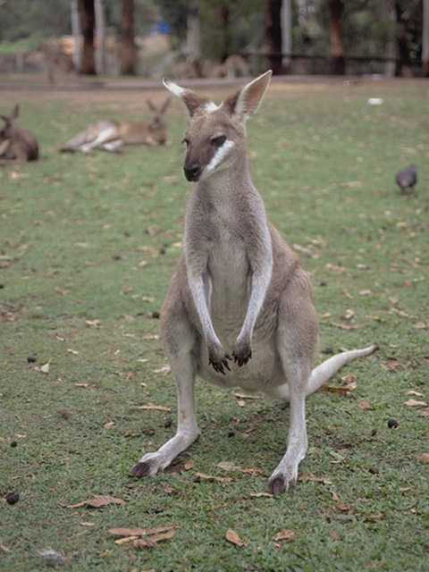 Kangaroo