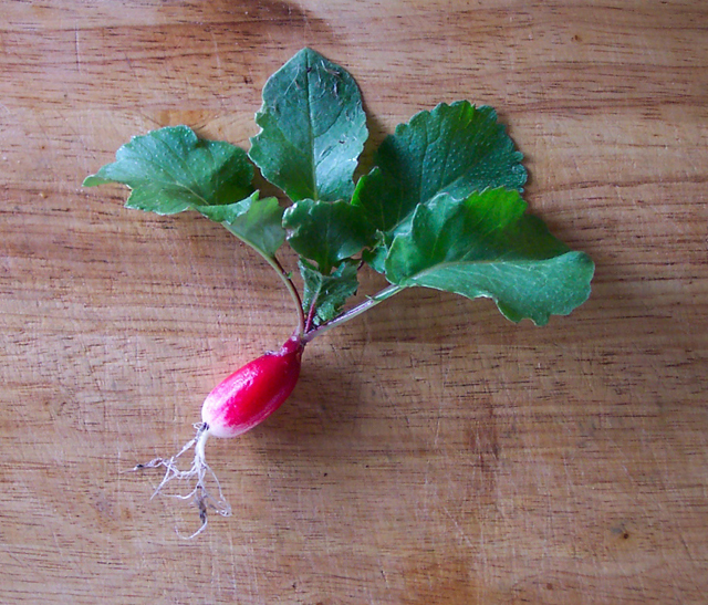 Radish
