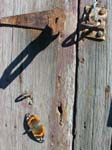 Butterfly on door