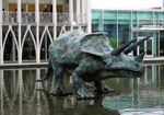 Triceratops