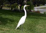 Egret