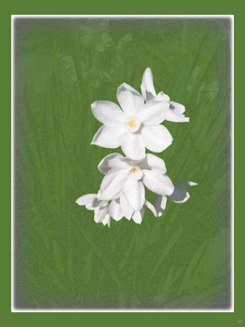 Narcissus frame