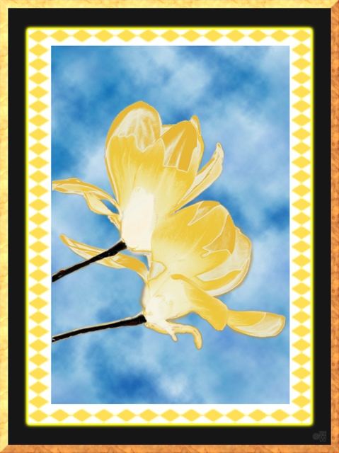 Yellow magnolias