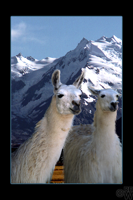 Llamas in the Andes