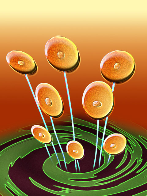 Stepflowers