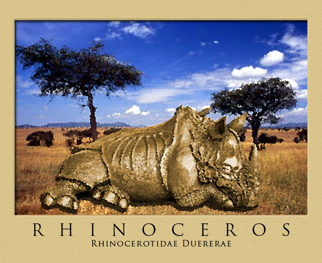 Veldt & Rhino