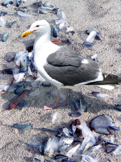 Gull & jellyfish