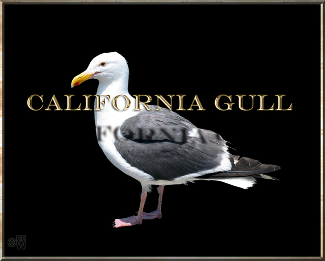 Gull & gold lettering