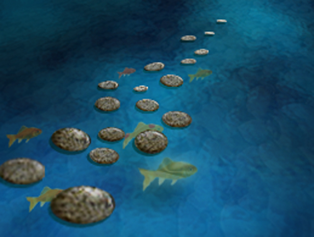 Stepping stones & koi