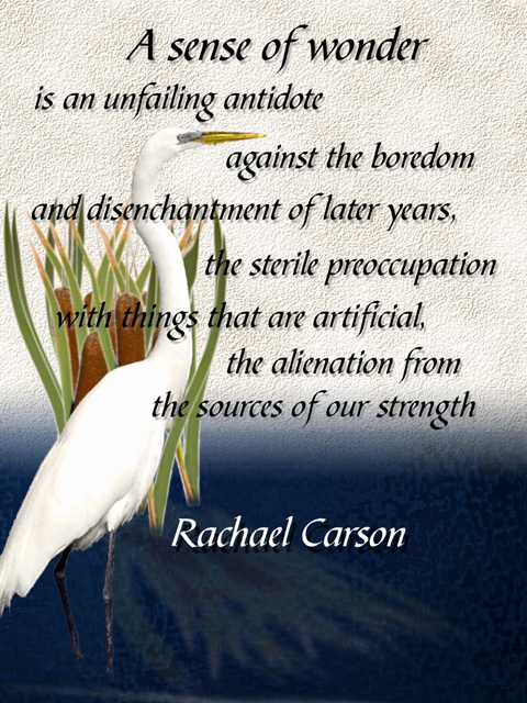 Carson quote