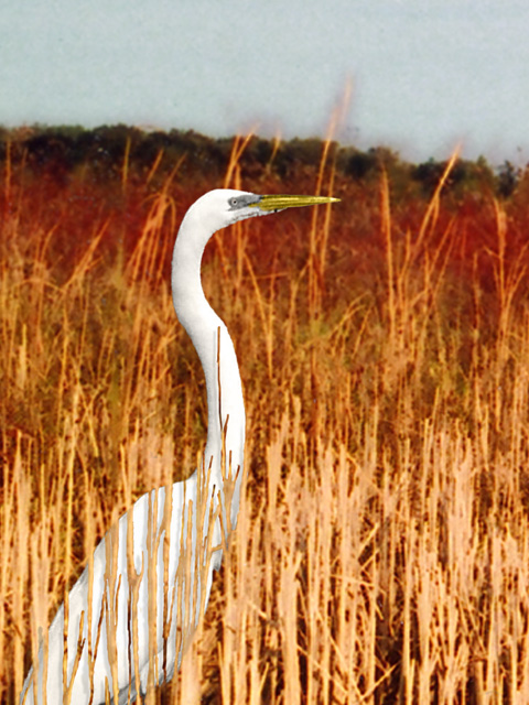 Egret in reeds