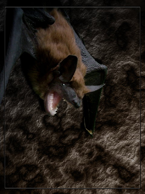 Bat Cave
