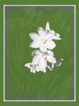 Narcissus framed