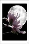 Magnolia & the moon