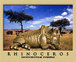 Veldt & Rhino