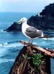 Gull & Haceta Head