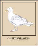 Gull diagram