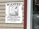 Cow wanted poster