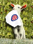 Billygoat Curse
