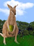 Easter Kangaroo